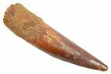 Fossil Spinosaurus Tooth - Real Dinosaur Tooth #363513-1